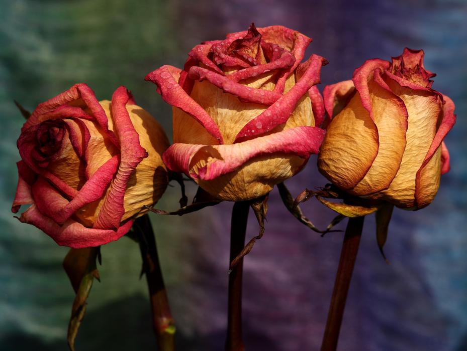 Rose Red Yellow