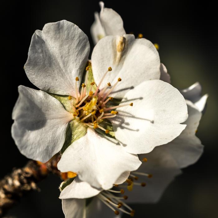 white spring petals landscape