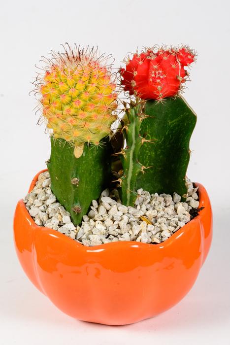 Cactus Spine Flora