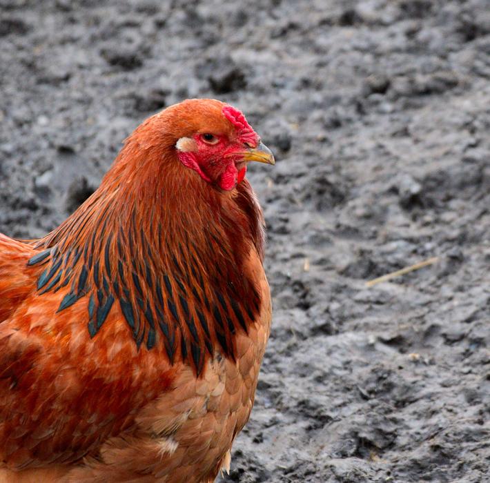 Birds Poultry Farm Animal