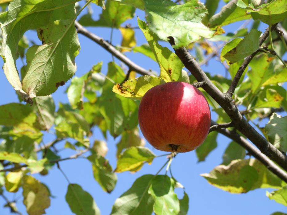 Apple Fruit Nature