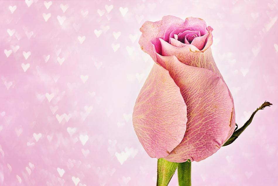 Rose Hearts Valentine'S Day