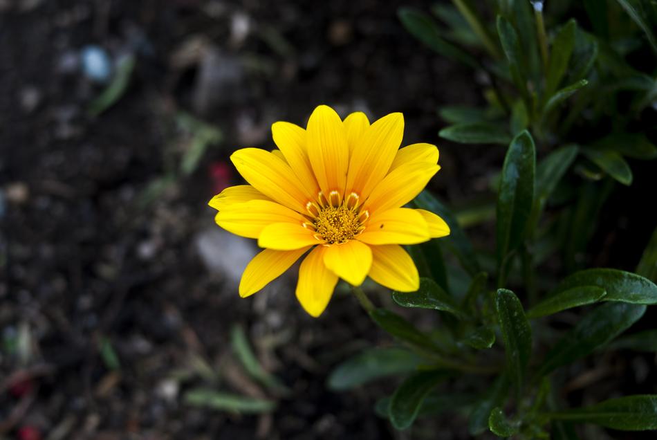 Nature Plant Flower