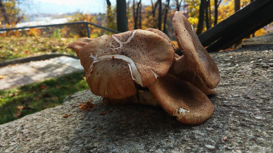 Mushroom Detail Nature
