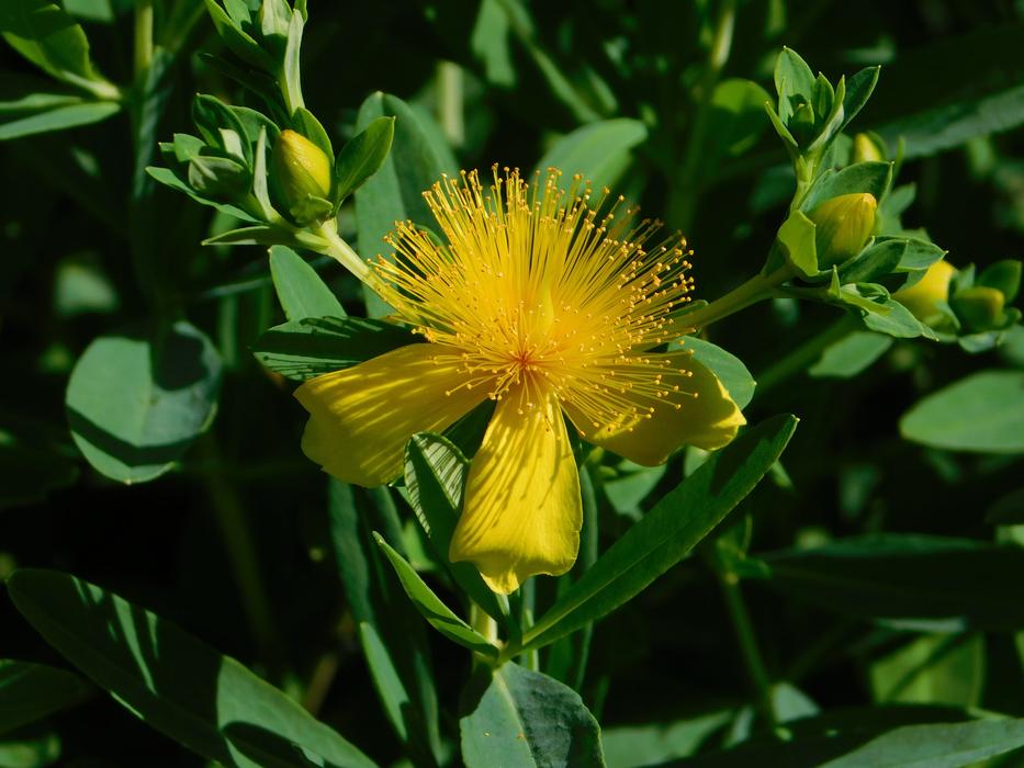 Flower Yellow