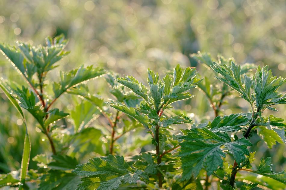 green leaves of bushes in the field