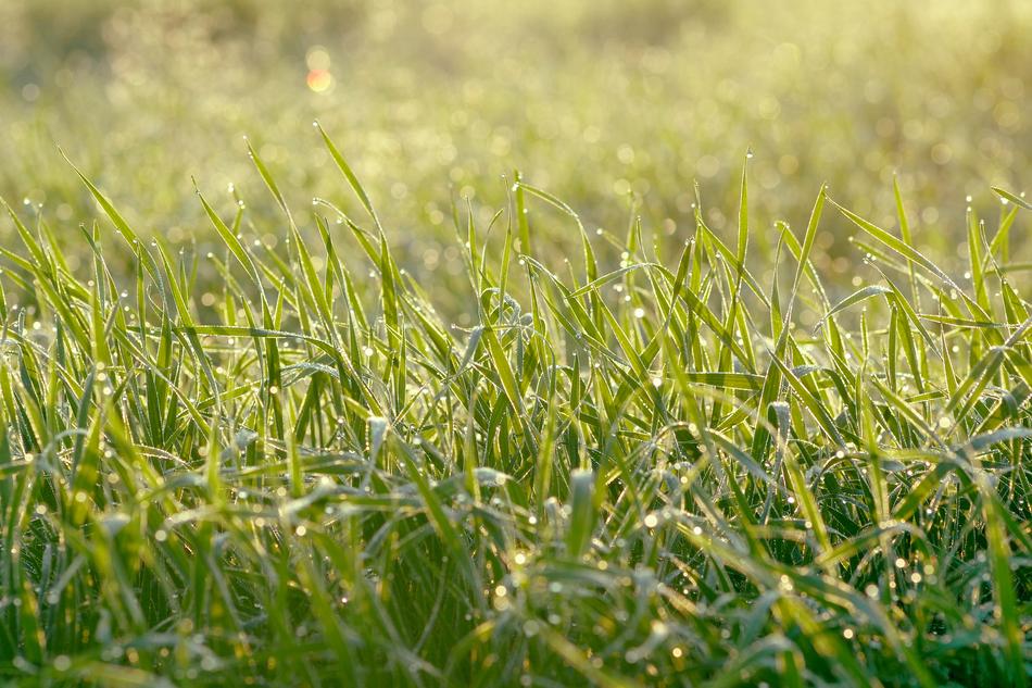 Juicy Grass Rosa Meadow