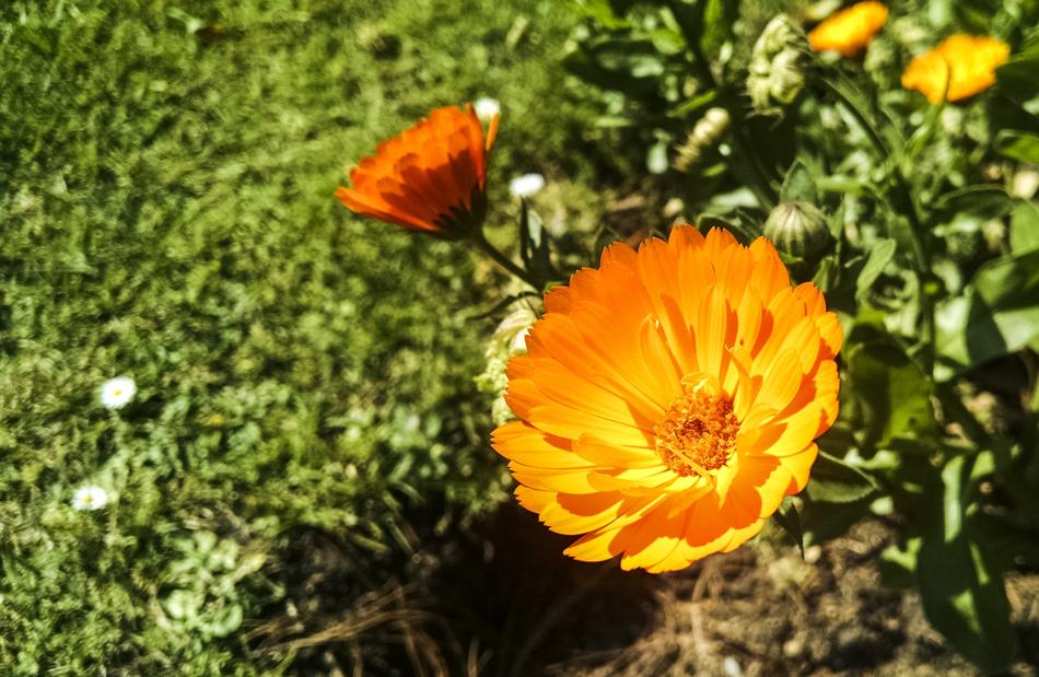 Nature Flower Plant