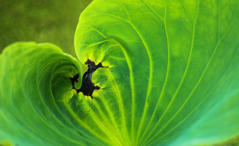 Leaf Flora Nature