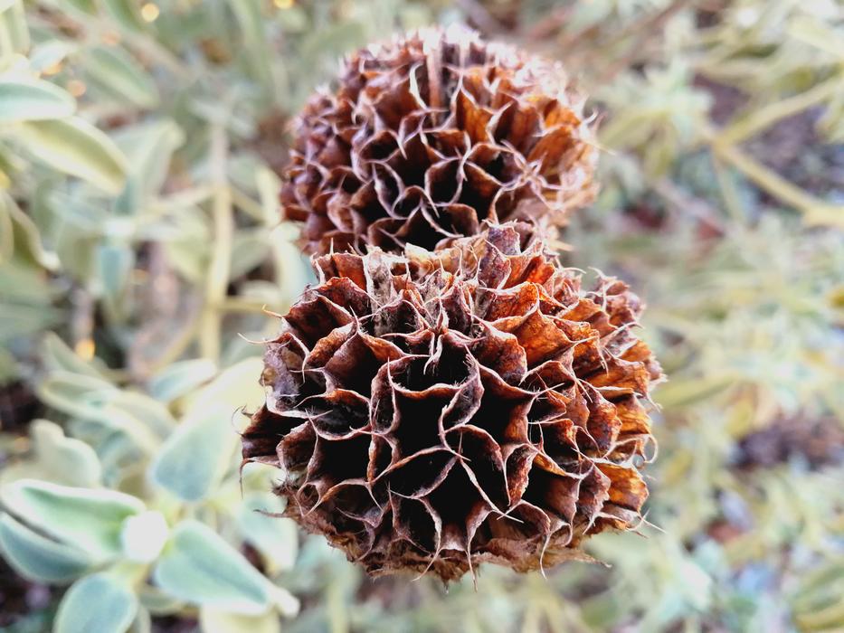 dry plants in the field