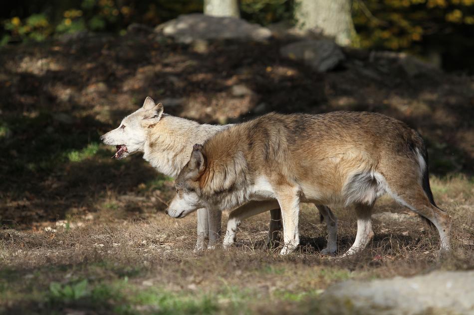 Wolves Timber Predator