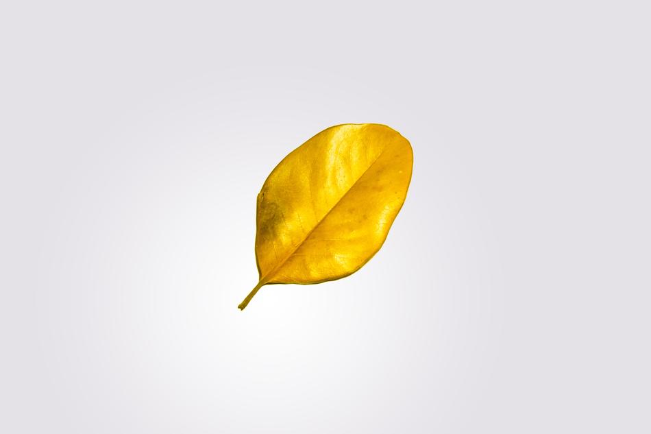 Gold Leaf Nature
