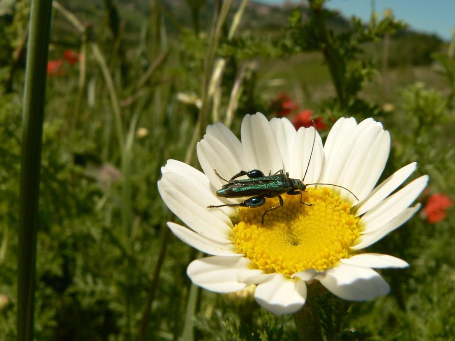 Nature Insect Flora