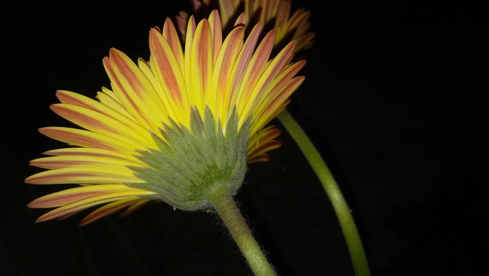 yellow fragrant flower in the night
