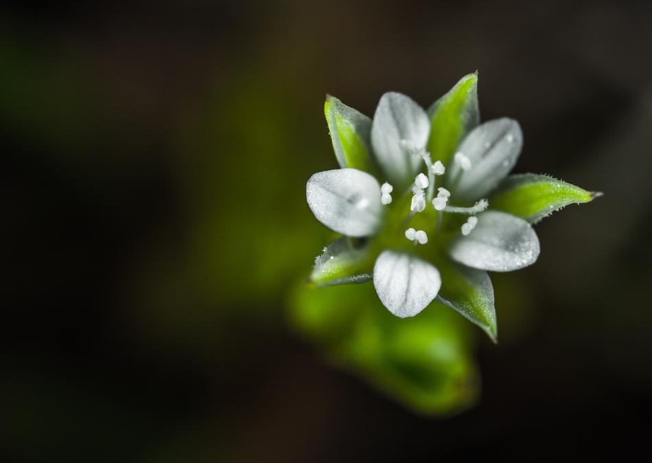 Nature Flower Sheet