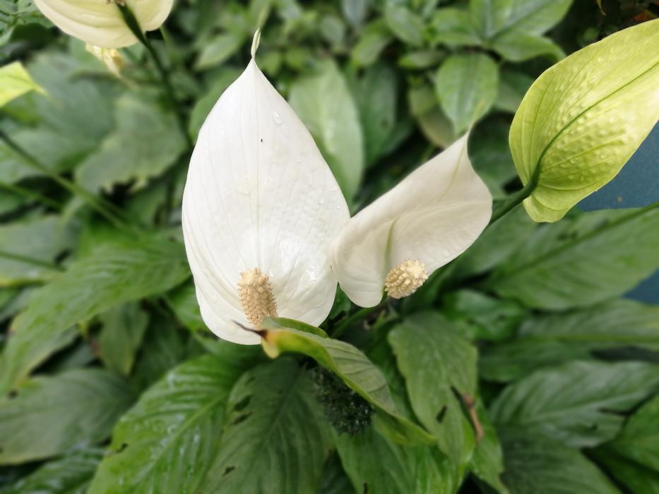 Flower White And