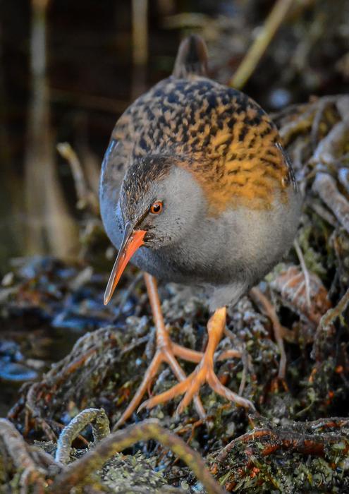 Wildlife Nature Bird