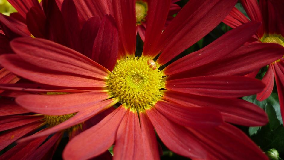 red emerald of light