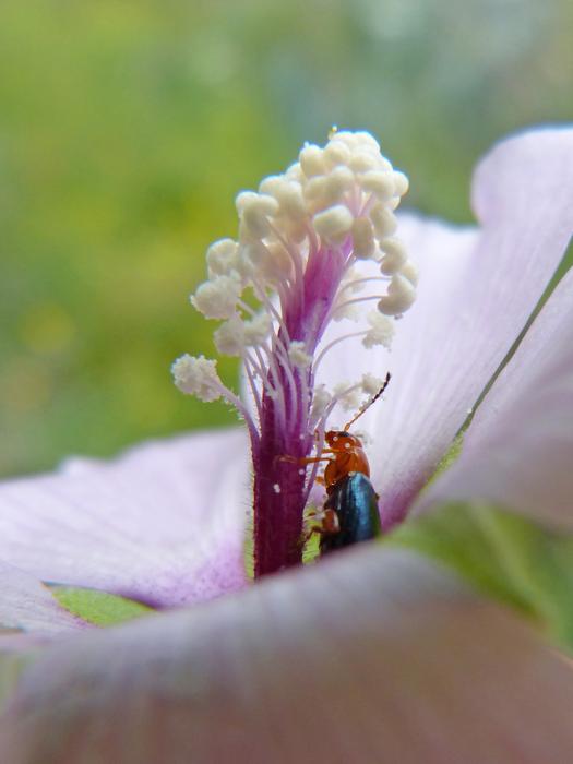 Weevil Beetle Pollen