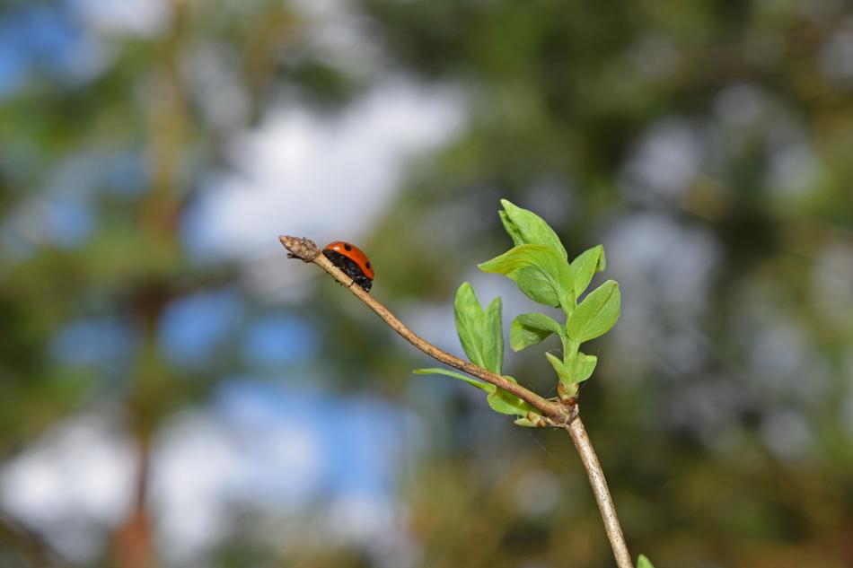 Ladybug Nature Insect