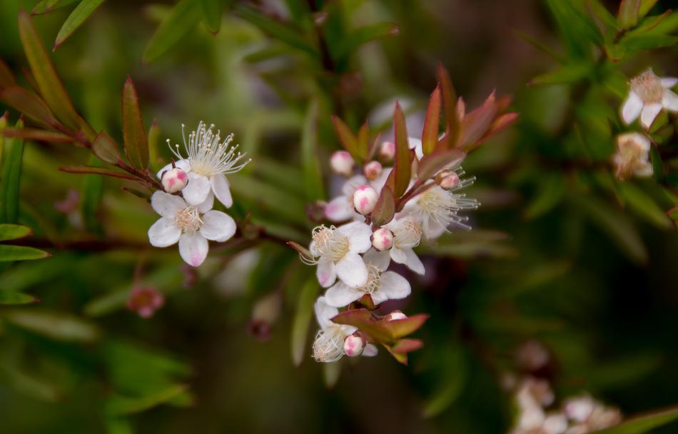 Flower White Blossom Midgen berry