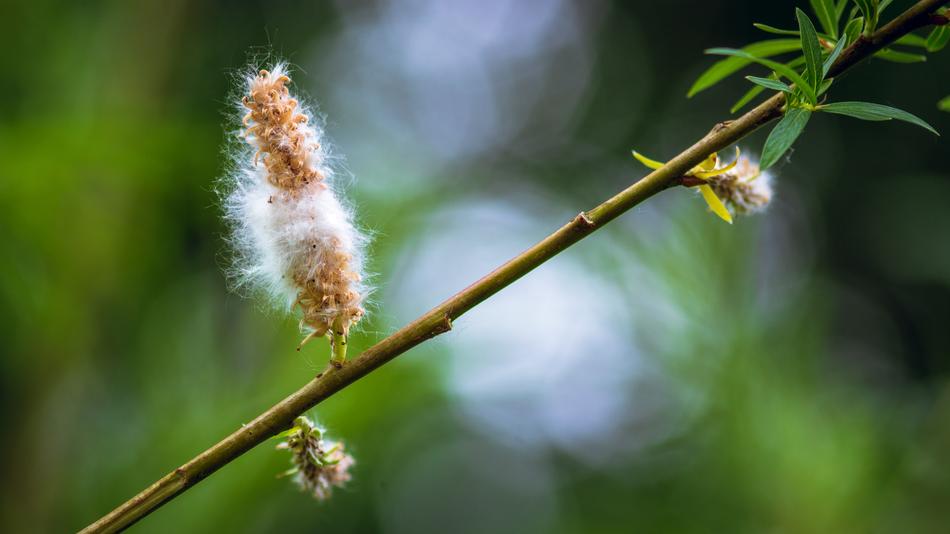 Branch Flower Bokeh