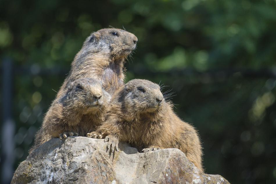 Marmots Group View