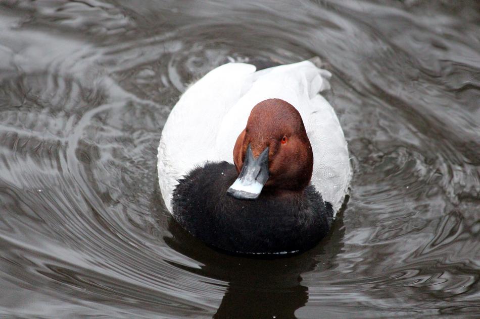 Pochard Aythya Ferina Waterfowl