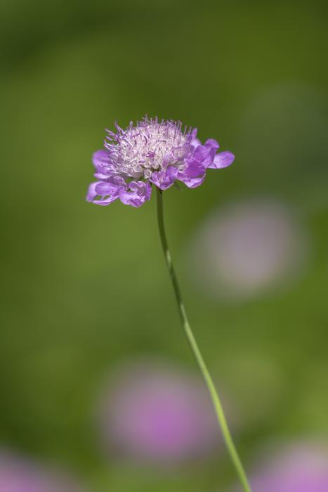 wild splendor in the meadow