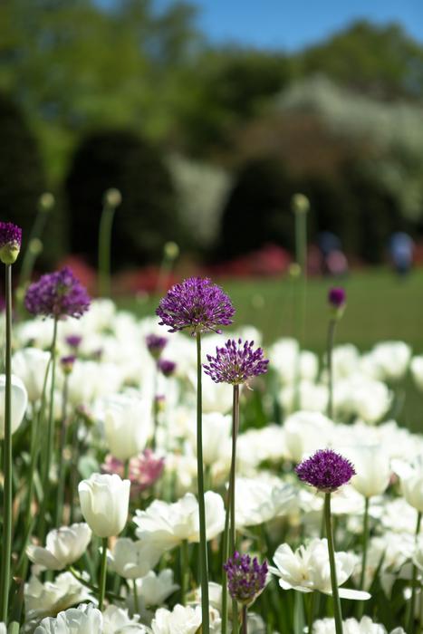 Tulips Spring Park