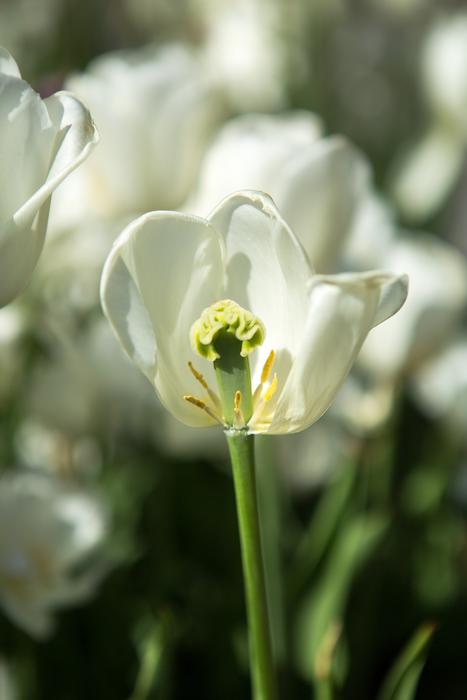 Tulip White Park