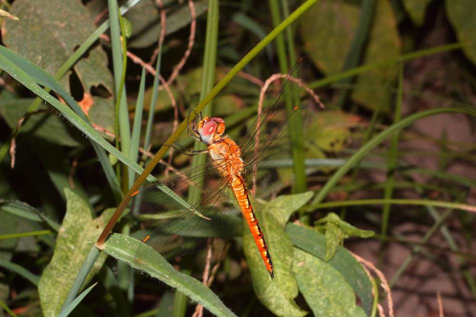 Nature Insect Outdoors