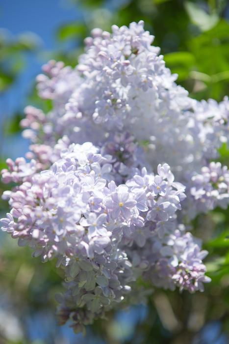 Lilac Spring Nature