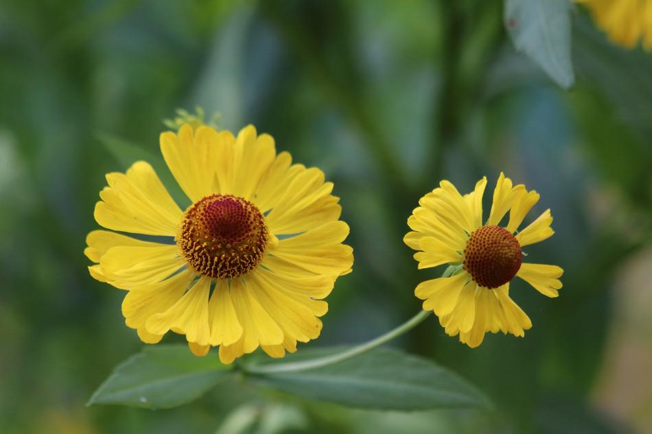 Nature Plant Flower