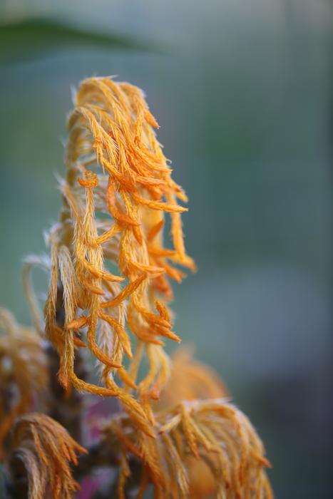 Flower Petals Orange