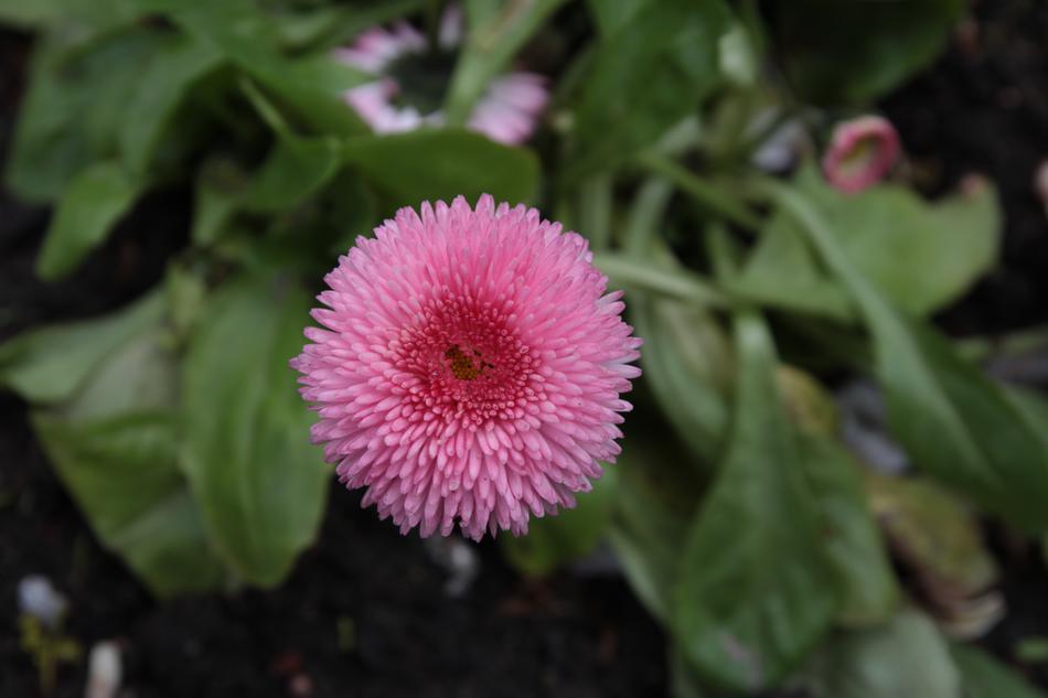 Nature Flora Flower