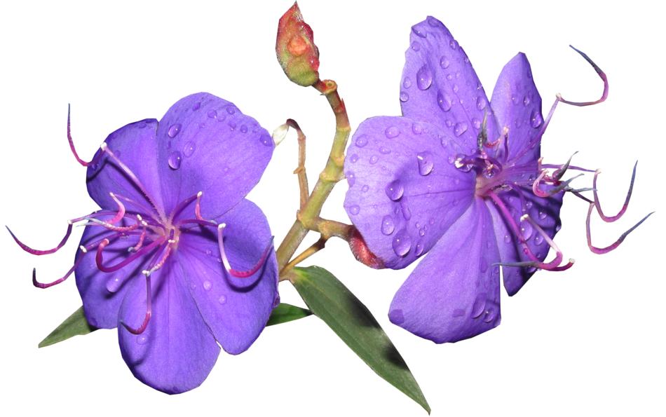 Flower Purple Rain Drops