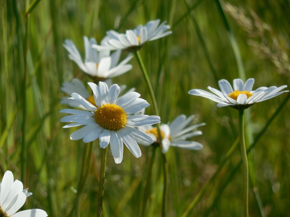 white fragrant daisies in the grass