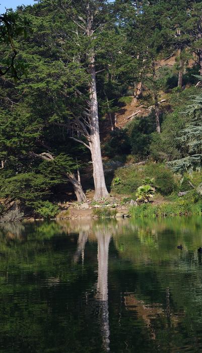 Tree Park Mirroring
