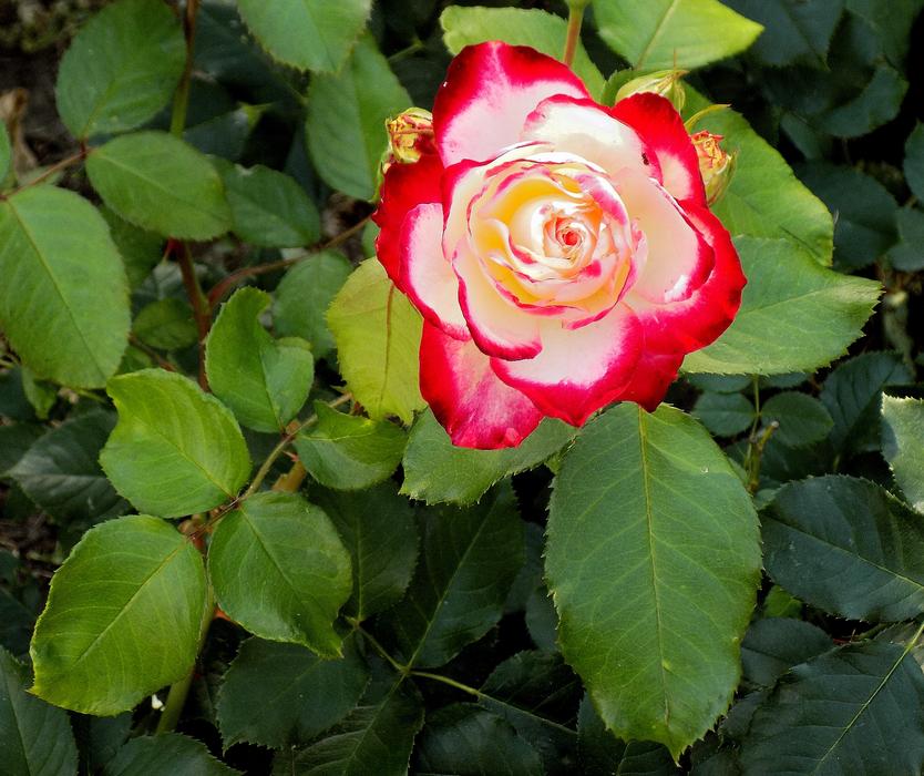 Flower Plant Petal