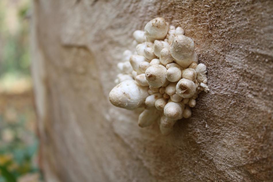 Wild Mushrooms Stump