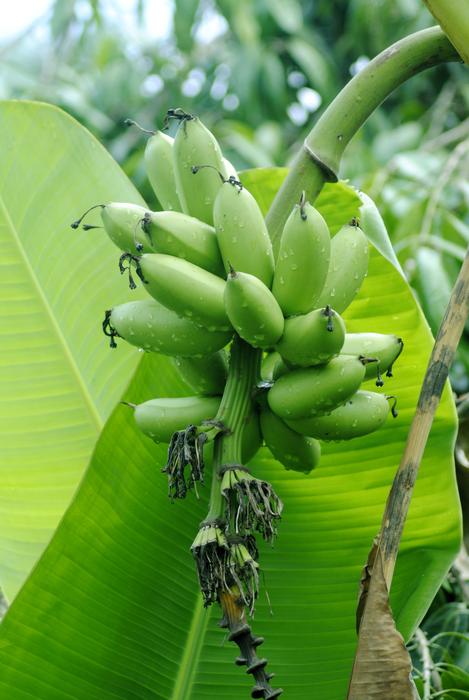 Banana Flora Nature