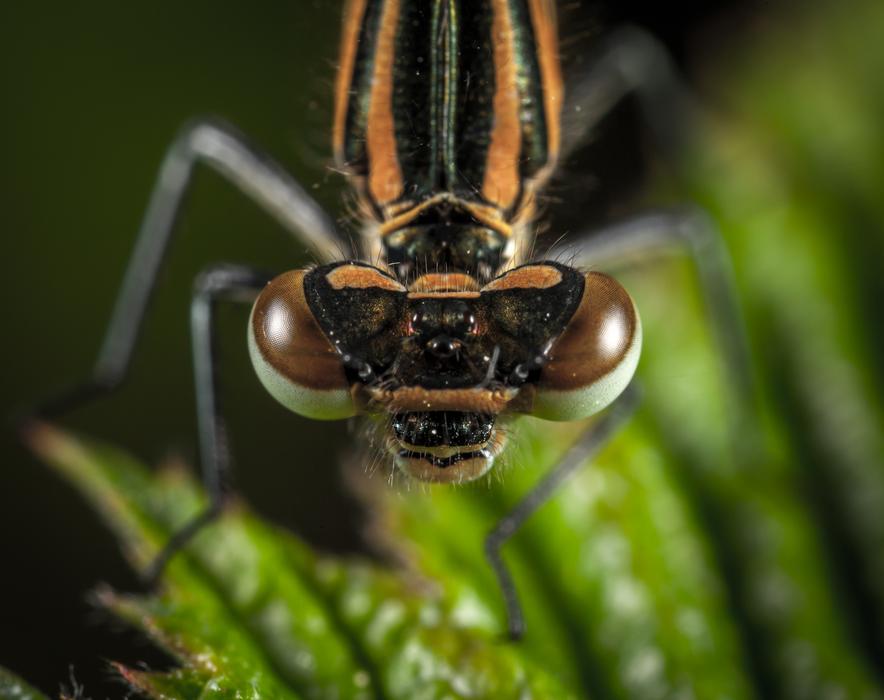 striped dragonfly with brown eyes