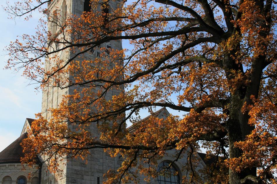 Tree Autumn Nature