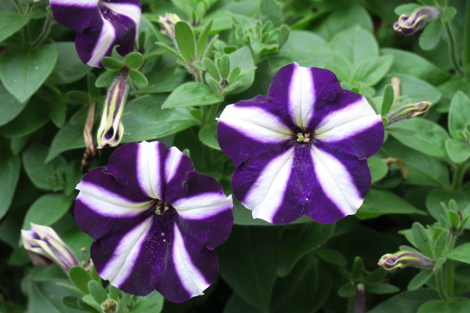 Flower Plant Garden