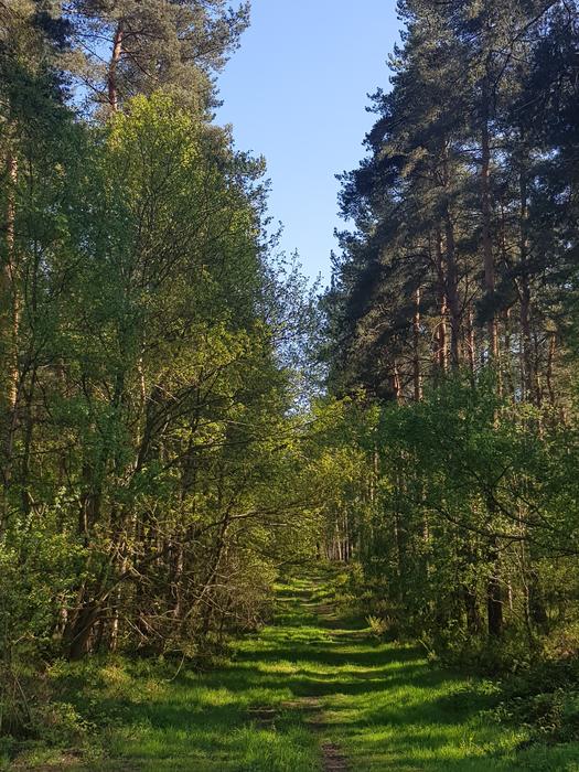 Forest Trees Green