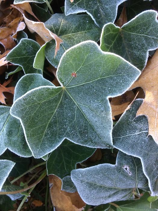 Leaf Plant Nature