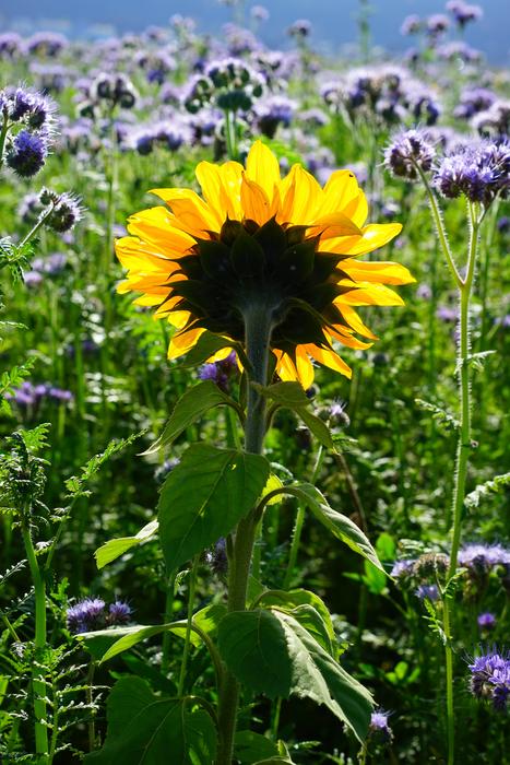 Sunflower Flower Yellow