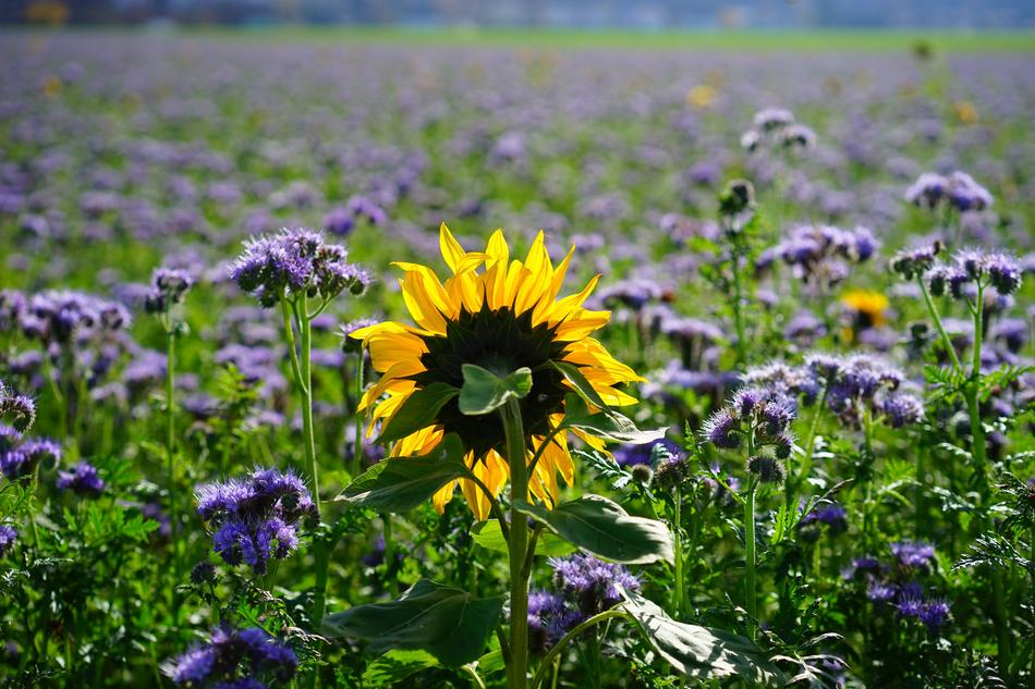 Sunflower Flower Yellow