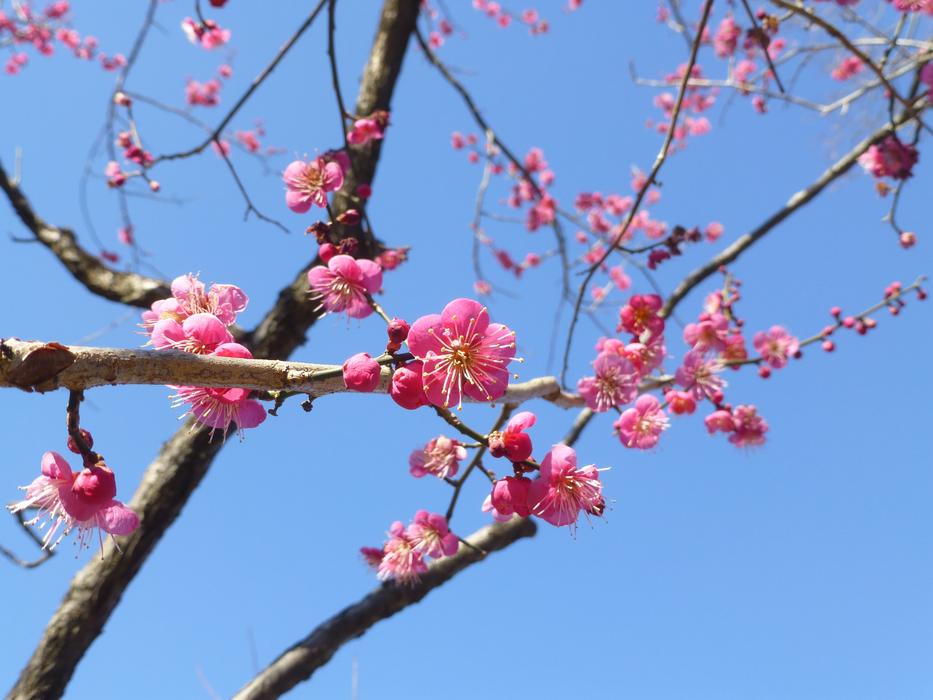 Branch Tree Cherry